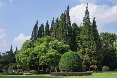 蓝天白云树林草地景观风景图片素材_免费下载_jpg图片格式_VRF高清图片 .